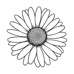 Intricate black and white daisy illustration with detailed petals – stock vector icon in line style
