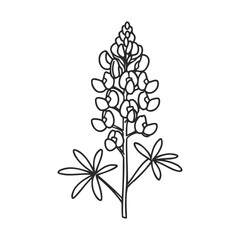 Black and white lupine flower line art illustration &ndash; stock vector icon in line style