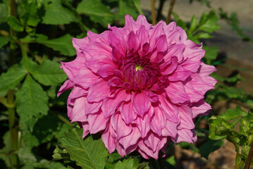 Dahlia mauve au jardin en &eacute;t&eacute;