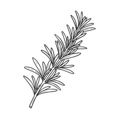 Fototapeta premium Hand-drawn rosemary herb illustration: botanical line art of aromatic plant – stock vector icon in line style