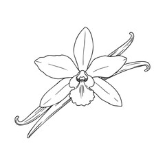 Naklejka premium Vanilla orchid with pods: detailed botanical line art on white background – stock vector icon in line style