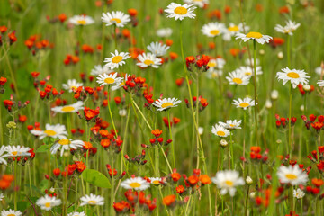 Orange Hawkweed taken in northern MN