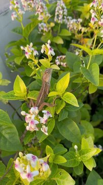 video footage of lizard on the jasmine flower