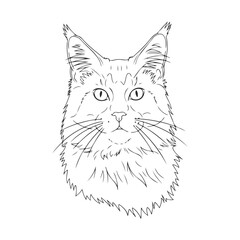Maine coon cat sketch: detailed line art of feline face – stock vector icon in line style