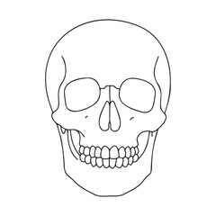 Fototapeta premium Minimalist skull illustration: anatomy of the human skull – stock vector icon in line style