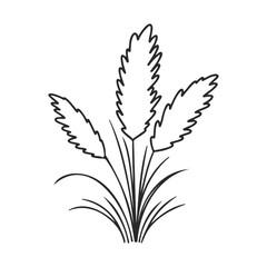 Fototapeta premium Pampas grass line art illustration of nature plant design – stock vector icon in line style