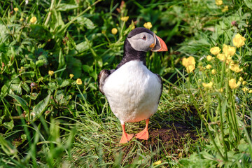 Vibrant puffin perched among wildflowers in Iceland during a sunny day