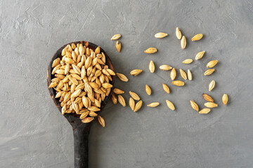 Rustic wooden spoon filled with raw barley grains rests on textured grey background, evoking natural harvest and organic food inspiration.