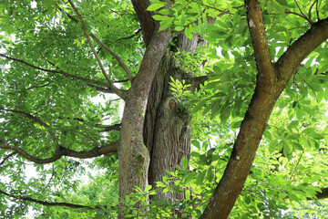 Baum im Park