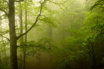 Beech forest landscape in the fog. Magical picture of a foggy forest in Carpathian Mountains of Romania.