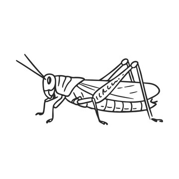 Black and white grasshopper illustration &ndash; stock vector icon in line style