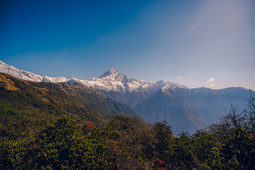 The front view of the Machapuchare peak is covered by snow on top in winter, Mardi Himal trek, Nepal. There are rhododendron flowers in full bloom on a sunny day. Idea for natural background.