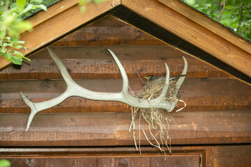 American Robin nesting on elk antler taken in central MN