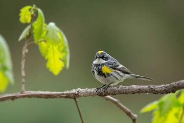 Yellow-rumped Warbler male taken in southern MN