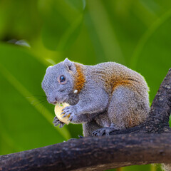 Cute little squirrel eating a banana in a tree on Patong beach in the island of Phuket Thailand