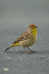 Palm Warbler taken in southern MN