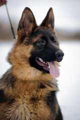 Side portrait of a German Shepherd with tongue out