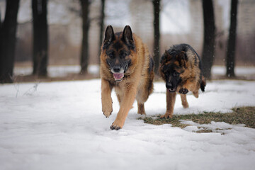 Two German Shepherds running in a snowy forest