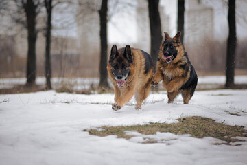 Two German Shepherds running in the snow