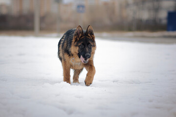 German Shepherd walking in snow