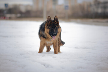 German Shepherd standing alone in snow