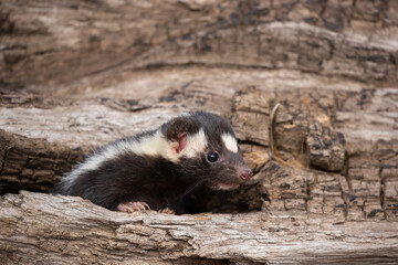 Eastern Spotted Skunk taken in central MN under controlled conditions captive