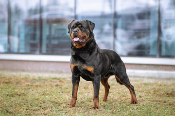 Rottweiler standing alert on a lawn