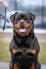 Close-up portrait of a smiling Rottweiler