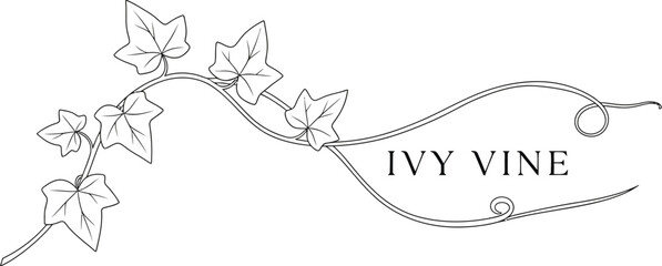 Elegant ivy vine illustration with delicate leaves and swirling tendrils, perfect for botanical designs, wedding invitations, or nature-inspired branding projects, showcasing a minimalist aesthetic.
