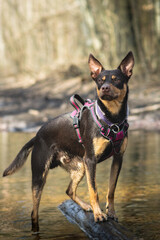Australian Kelpie looking up by the river in the forest