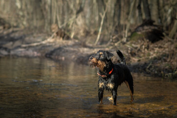 Jagdterrier walking in shallow water in the forest