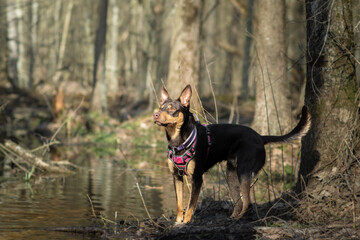 Australian Kelpie standing alert in the forest