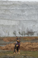 Australian Kelpie posing in a sandy quarry
