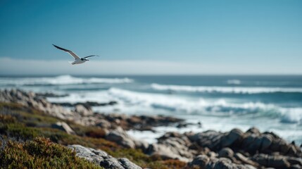 A seagull soars above a coastline.