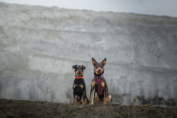 Australian Kelpie and Jagdterrier sitting together in a sandy quarry