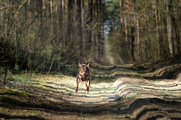 Australian Kelpie standing on a forest road