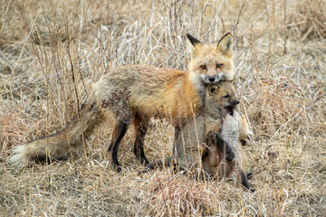 Red Fox at den with kits taken in central MN