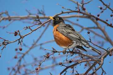 American Robin male on blue sky taken in southern MN