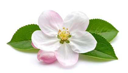 Close-up of delicate apple blossom and leaves