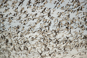 Snow Goose flock taken in southern Nebraska