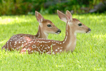 fawns in grass