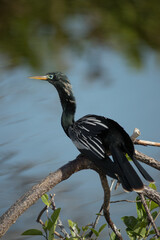 Anhinga male taken in SW Florida