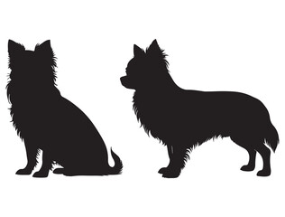LONG HAIRED CHIHUAHUA DOG SILHOUETTE
