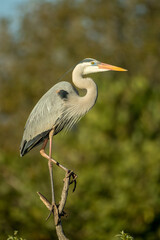 Obraz premium Great Blue Heron taken in southern FL