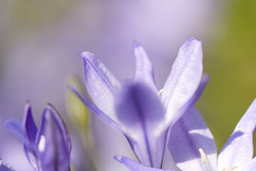 Macro close-up of a purple flower, close-up structure of a blue triteleia petal, super close-up of ithuriels petals, detailsTriteleia laxa