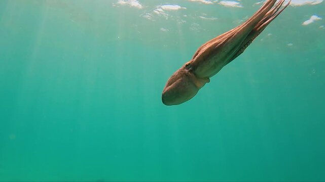 octopus swimming underwater in mediterranean sea. One octopus at the sea in slow motion