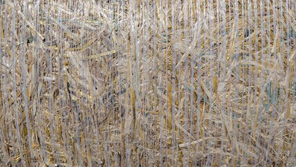 Dried Agricultural Stalks in a Field During the Beautiful Sunset Hours of the Day