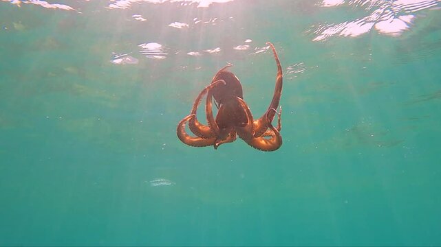 octopus swimming underwater in mediterranean sea. One octopus at the sea in slow motion