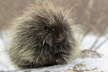 Porcupine in snow taken in central MN under controlled conditions