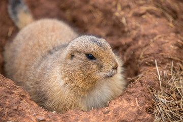 Black-tailed Prairie Dog taken in south Dakota